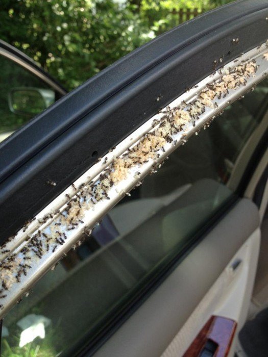 Colônia de formigas dentro do carro