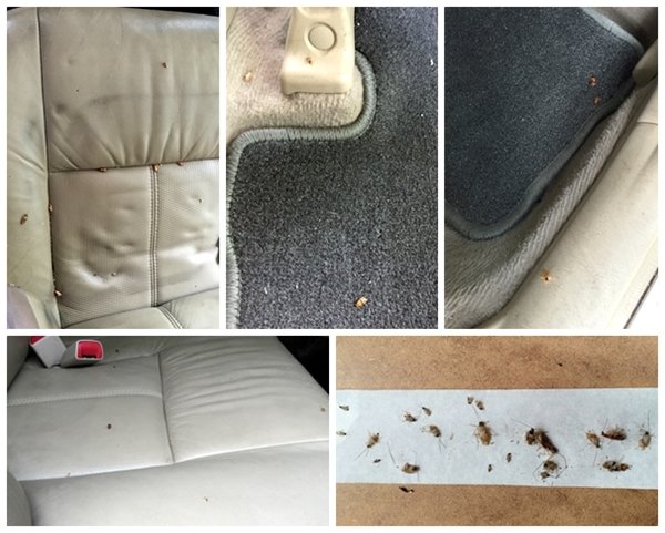 Infestação de insetos dentro de veículo